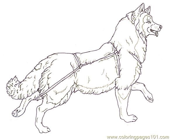 Mural tsb sled dog running head up coloring page for kids