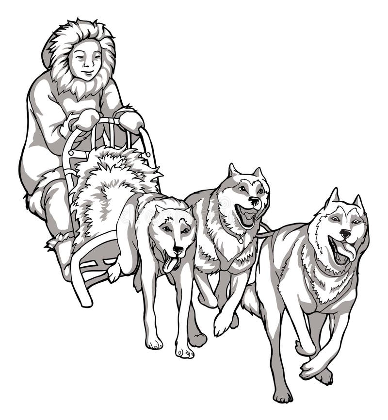 Sled dogs animal helpers linear drawing of dogs driving a man traditions of the northern peoples black and white stock vector