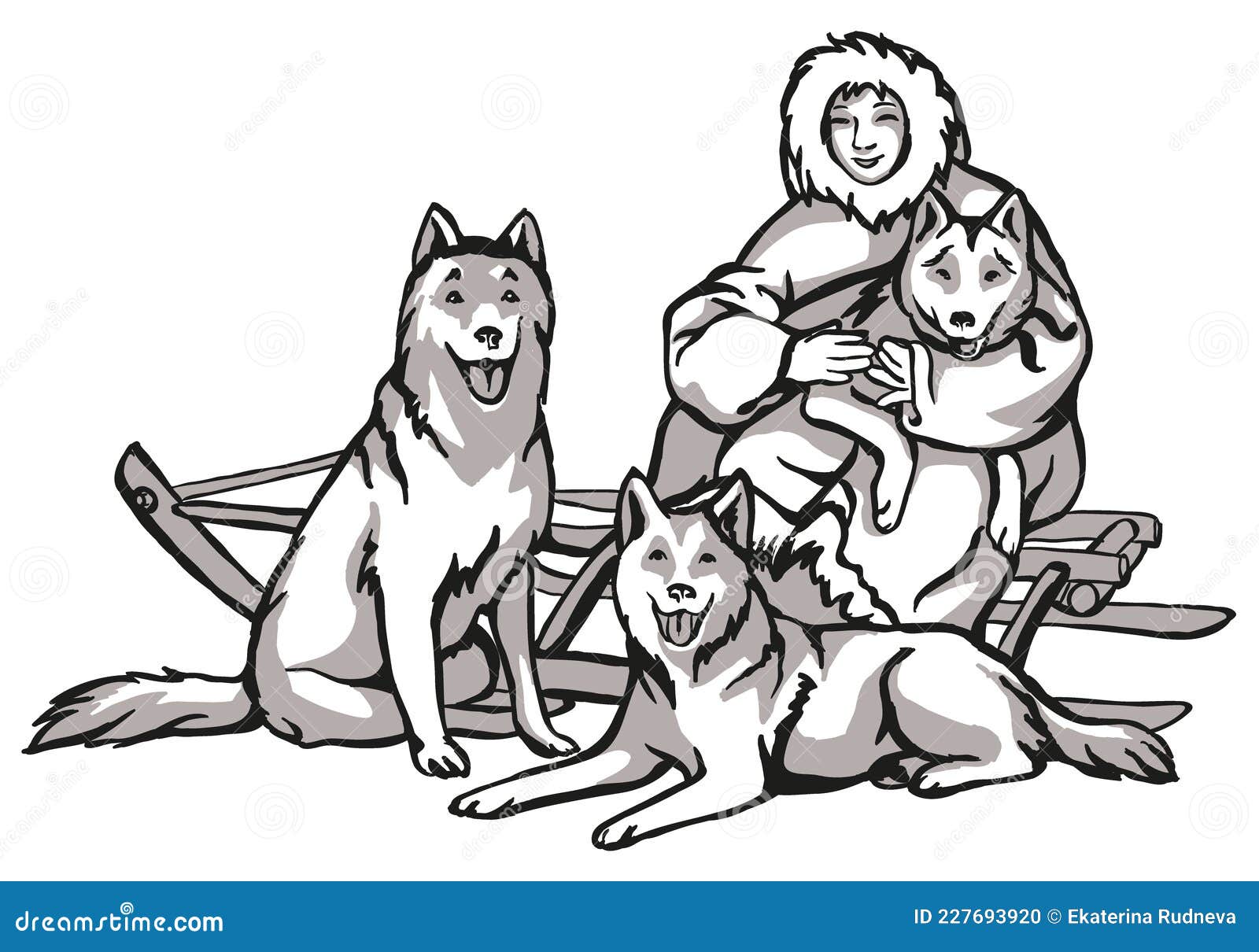 Sled dogs animal helpers linear drawing of dogs driving a man traditions of the northern peoples black and white stock vector