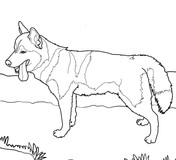 Sled dog coloring page free printable coloring pages