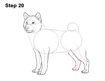 How to draw a dog shiba inu video step