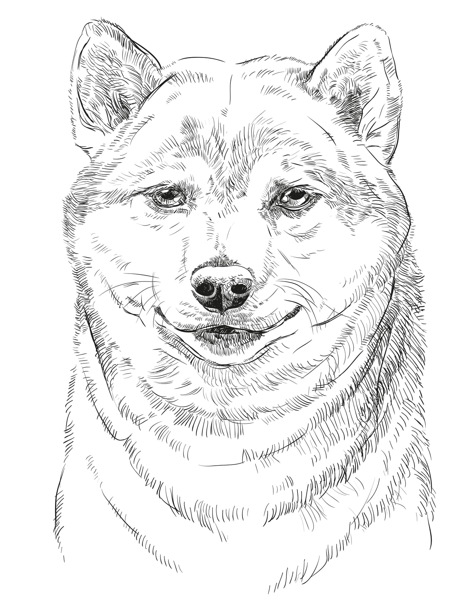 Shiba inu dog character diet care