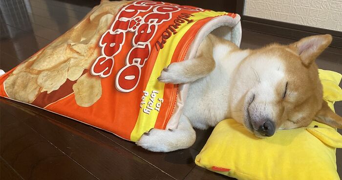 This shiba inu napping inside a potato chip bag