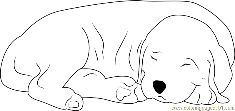 Sleeping dog coloring page for kids