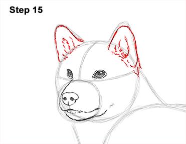 How to draw a dog shiba inu video step