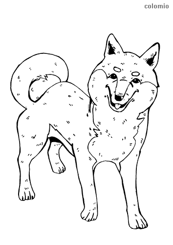 Shiba u colorg page dog colorg page animal colorg pages cute pugs