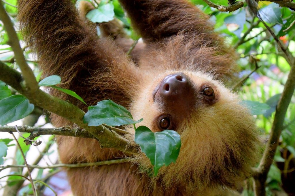 Printable sloth coloring pages