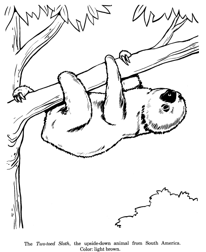 Animal drawings coloring pages two