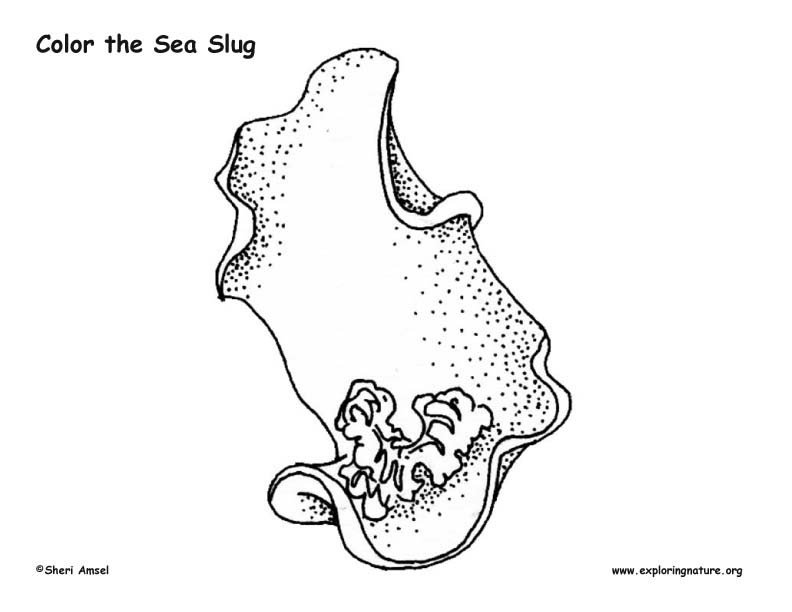 Sea slug coloring page