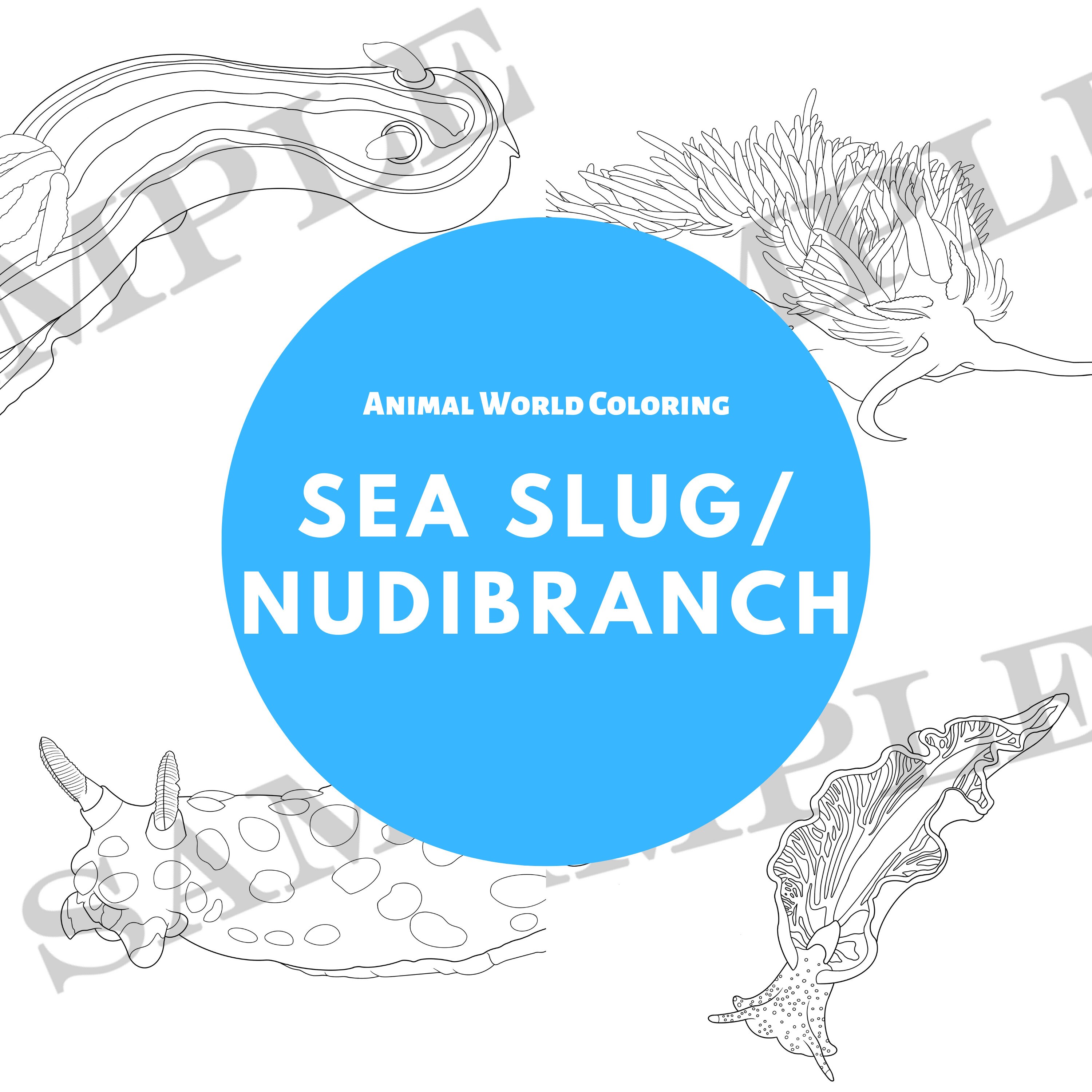 Sea slug nudibranch digital coloring book pdf great for both coloring digitally and printing out to color