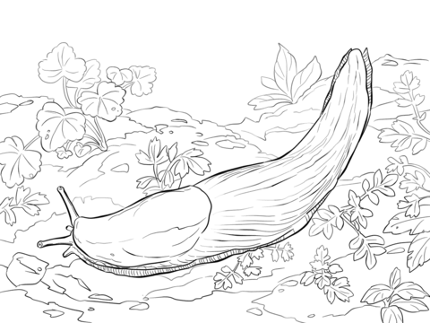 Banana slug coloring page free printable coloring pages