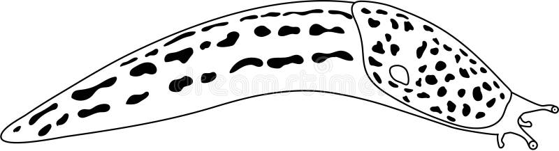Slug coloring stock illustrations â slug coloring stock illustrations vectors clipart