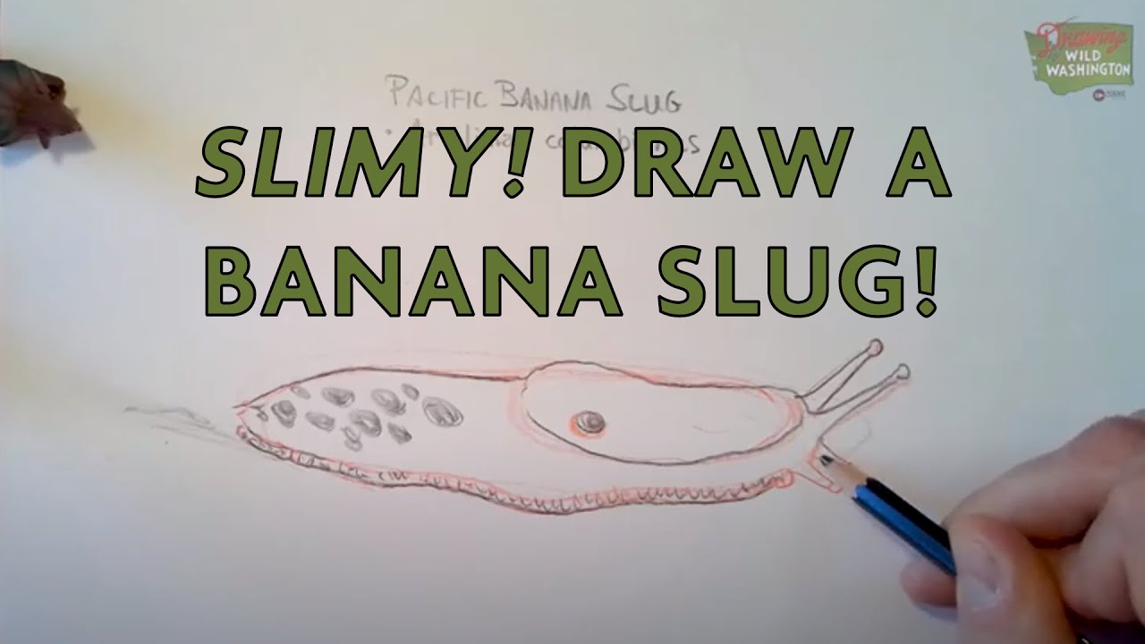 Draw a banana slug drawing wild washington temperate rainforest pt