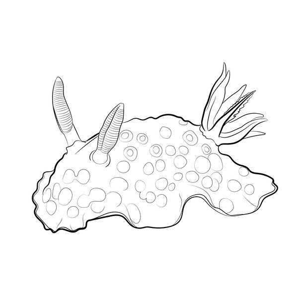 Hundred cute sea slug royalty