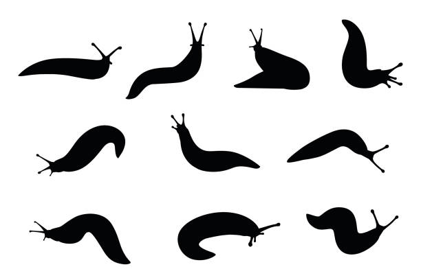 Slugs and snails drawing stock photos pictures royalty