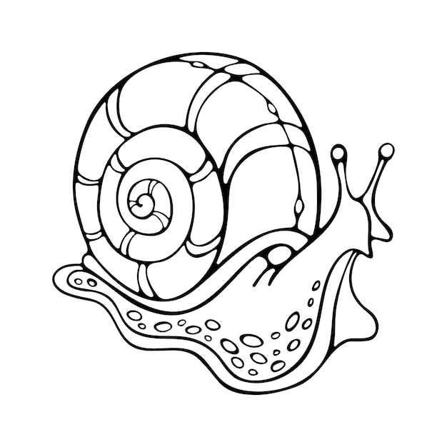 Premium vector grape snail stylized outline slug with radial shell hand drawn premium vector