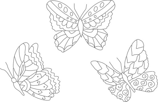 Butterfly coloring page images â browse photos vectors and video