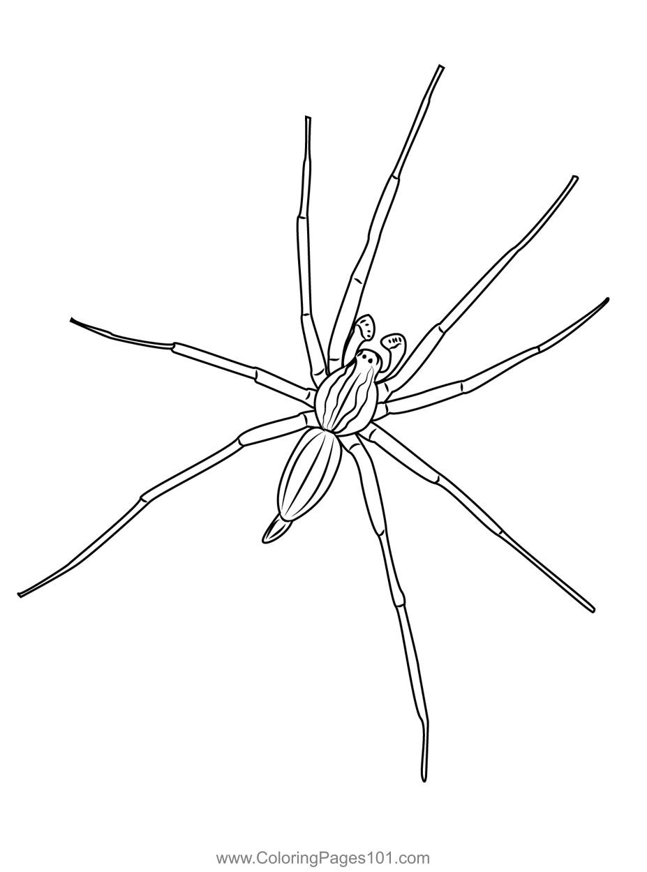 Small spiders coloring page for kids