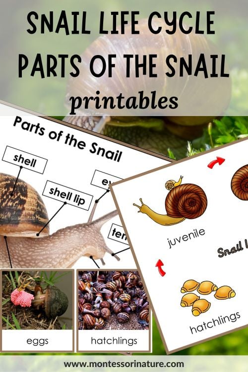 Parts of the snail and snail life cycle printables