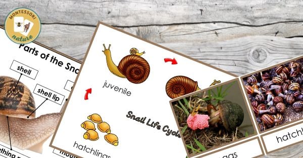 Parts of the snail and snail life cycle printables
