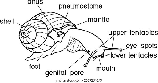 Helix pomatia photos and images