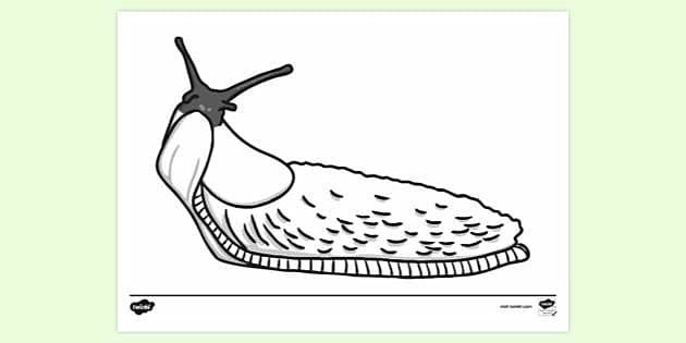 Snail template colouring sheet teacher made