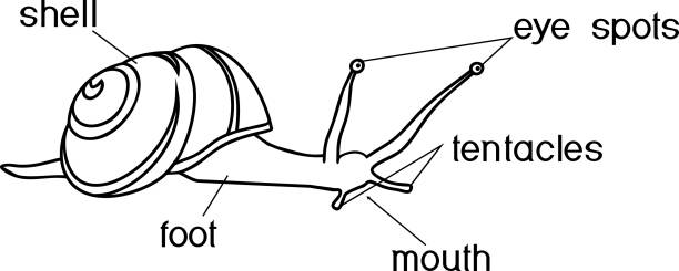 Snail anatomy stock illustrations royalty