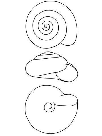 Snail shell coloring page free printable coloring pages shell drawing snail shell coloring pages