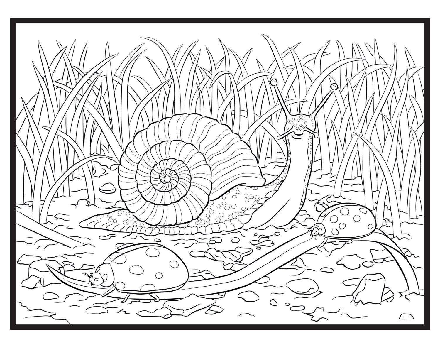 Snail coloring page