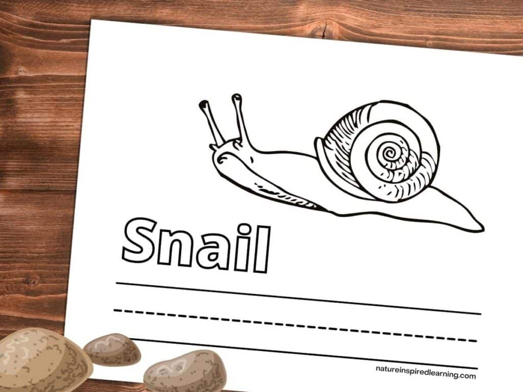 Snail coloring pages