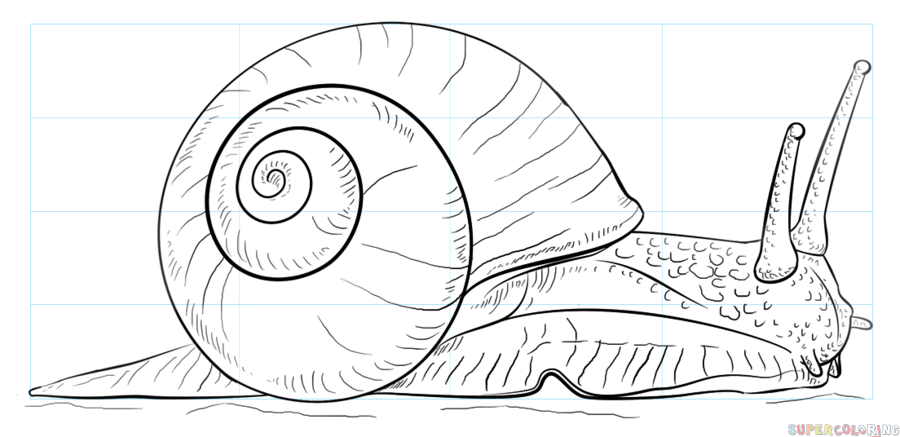 How to draw a snail step by step drawing tutorials