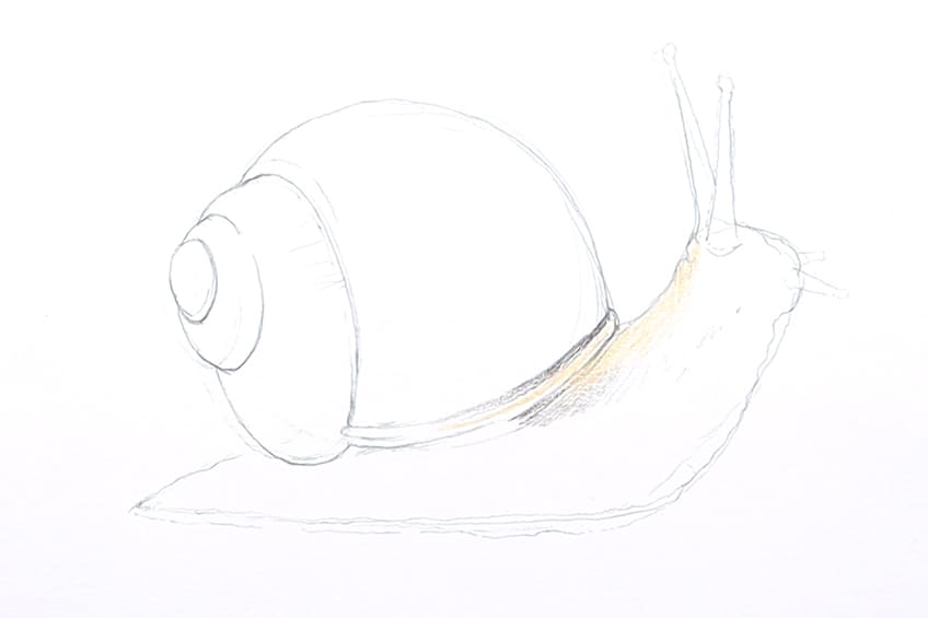 How to draw a snail â a realistic snail drawing tutorial