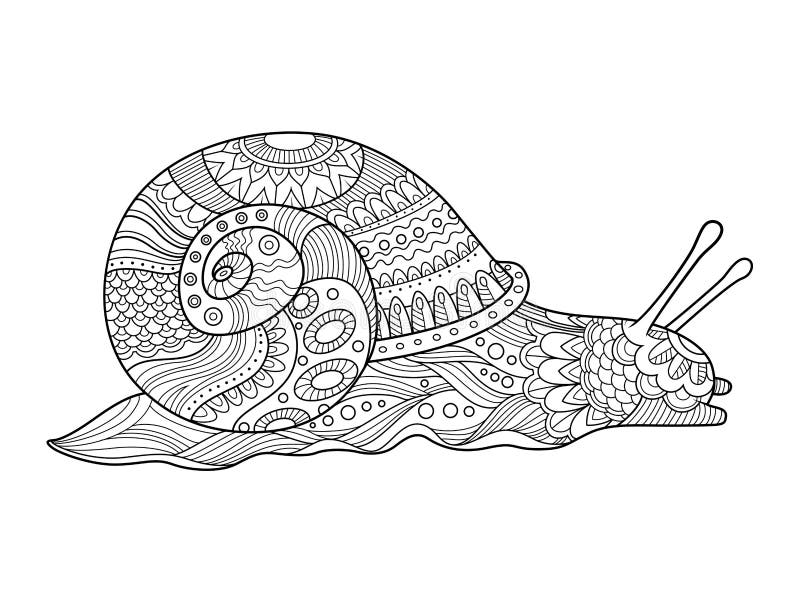 Snail coloring book for adults vector stock vector