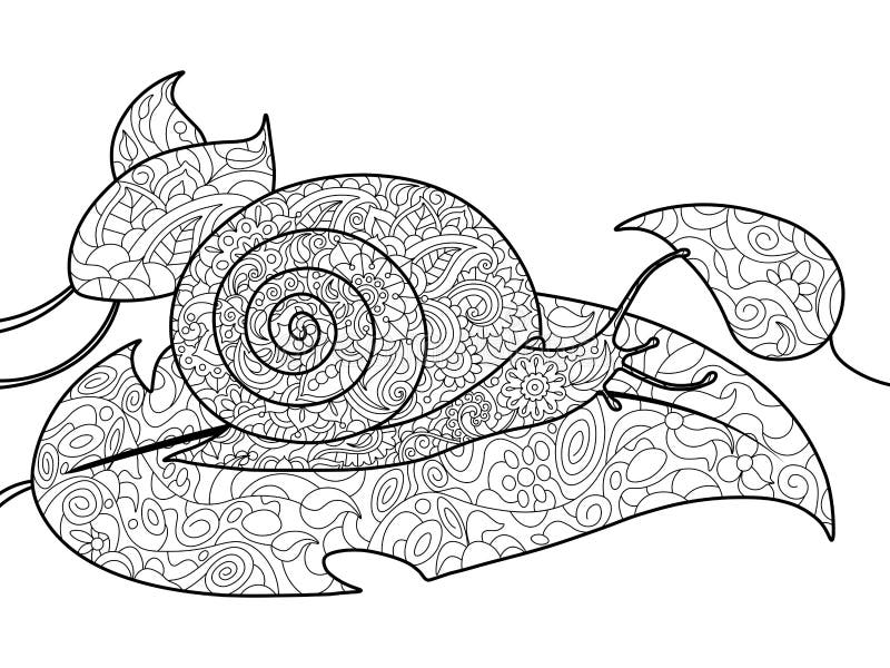 Snail coloring book for adults vector stock vector