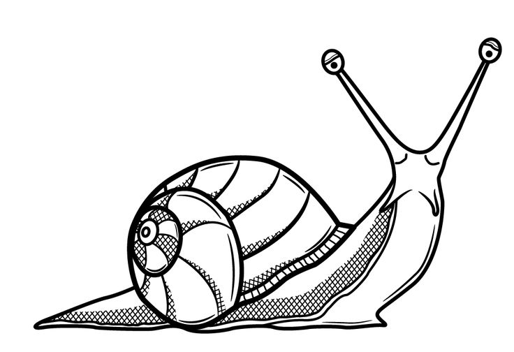 Snail drawings