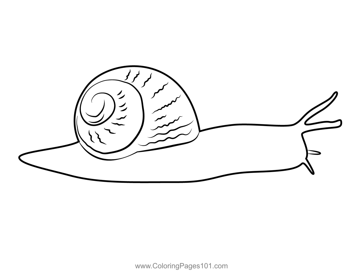 Snail with shell coloring page coloring pages printable coloring pages coloring pages for kids