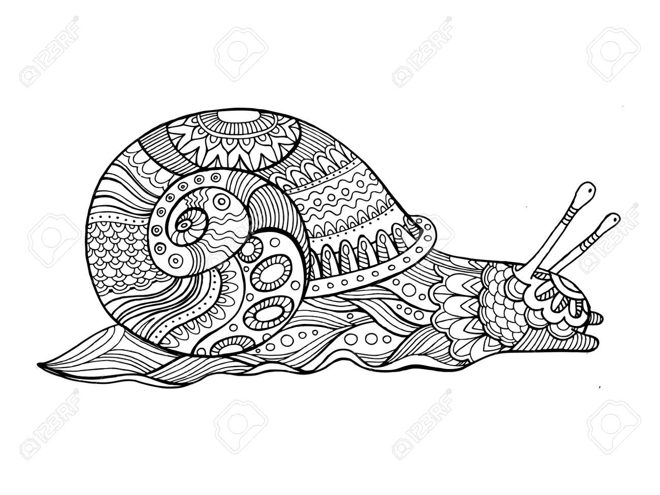 Snail coloring book for adults vector illustration anti