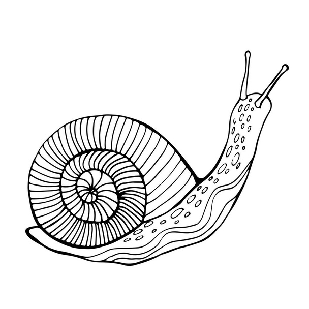 Snail free stock vectors