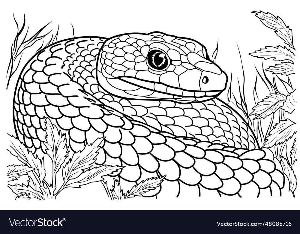 Snake coloring page snakes royalty free vector image