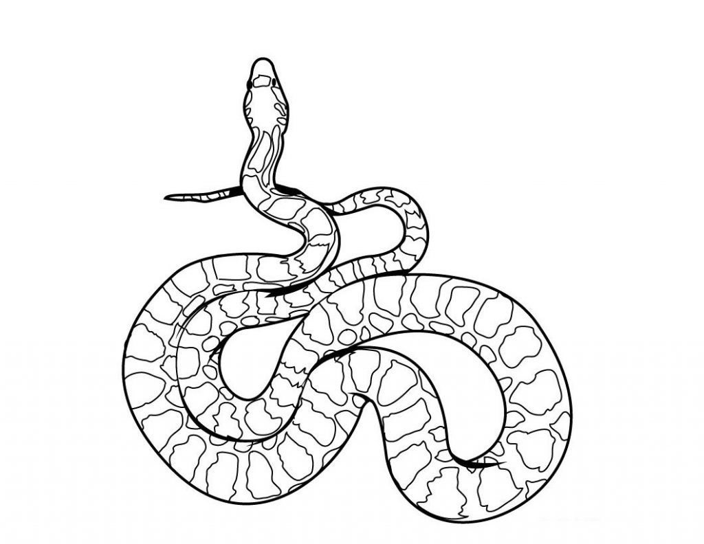 Free printable snake coloring pages for kids animal coloring pages snake coloring pages coloring pages