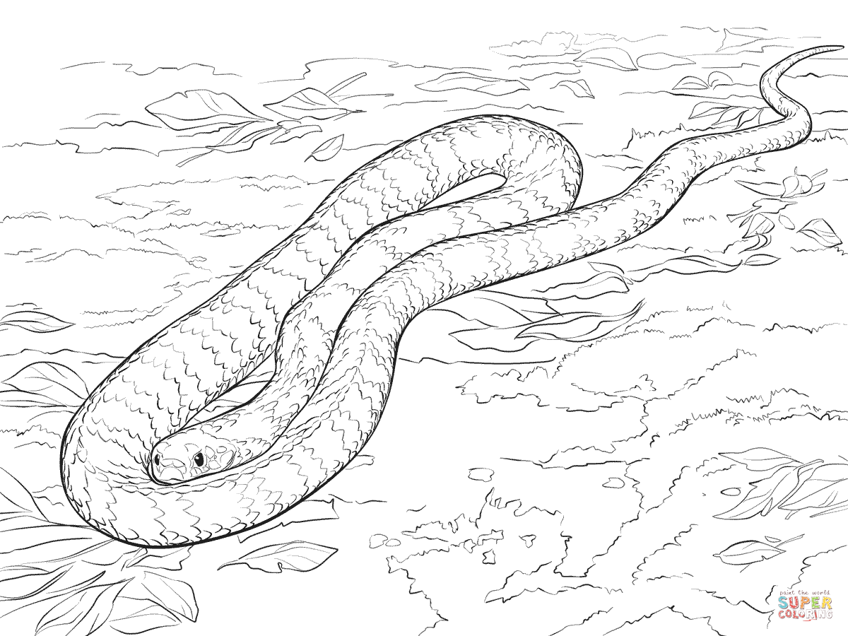 Tiger snake coloring page free printable coloring pages