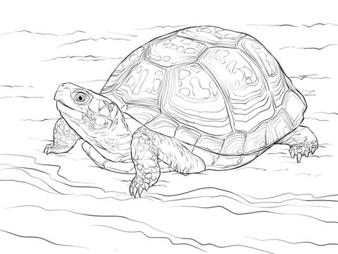 Free printable loggerhead turtle coloring picture assignment sheets pictures for child