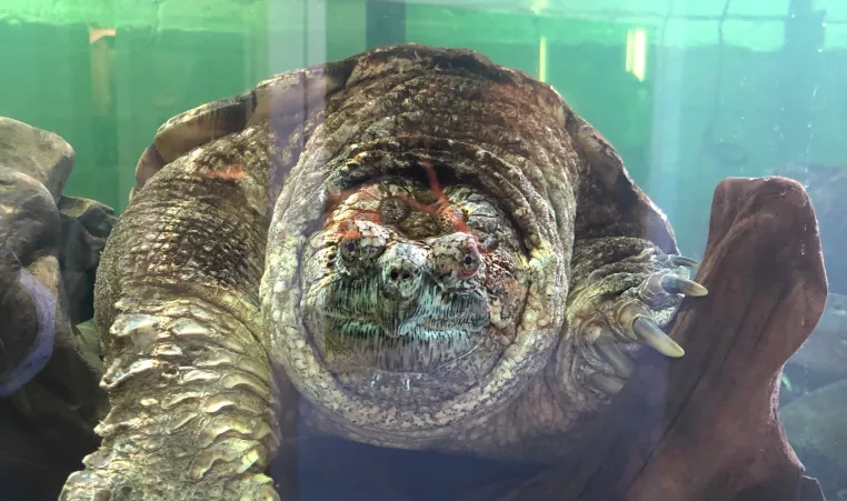 Common snapping turtle ymca of greater brandywine