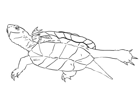 Western pond turtle coloring page