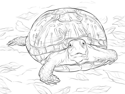 Free printable red eared slider coloring picture assignment sheets pictures for child
