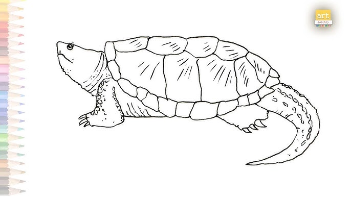 How to draw a snapping turtle step by step
