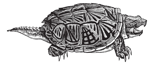 Mon snapping turtle royalty