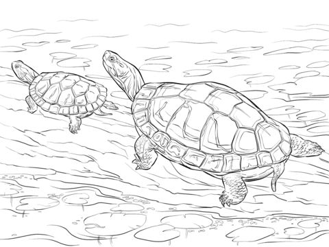 Free printable red eared slider coloring picture assignment sheets pictures for child