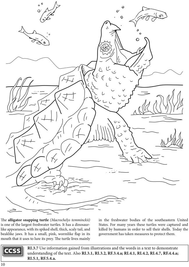 Wele to dover publications turtle coloring pages owl coloring pages coloring pages