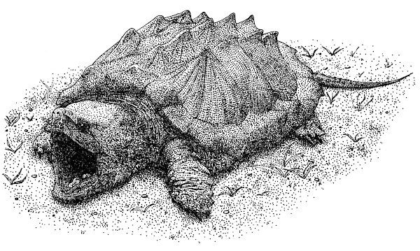 Alligator snapping turtle t